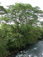 /Bilder/Orte/Costa Rica/Baum am fluss.jpg